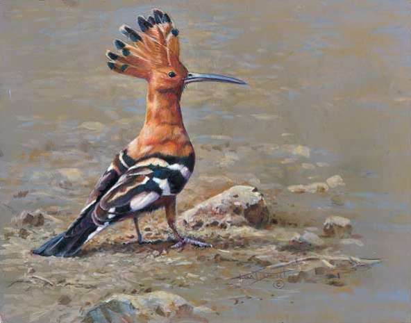 African Hoopoe